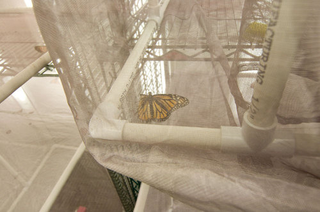 Illustration for article titled Emory Butterflies